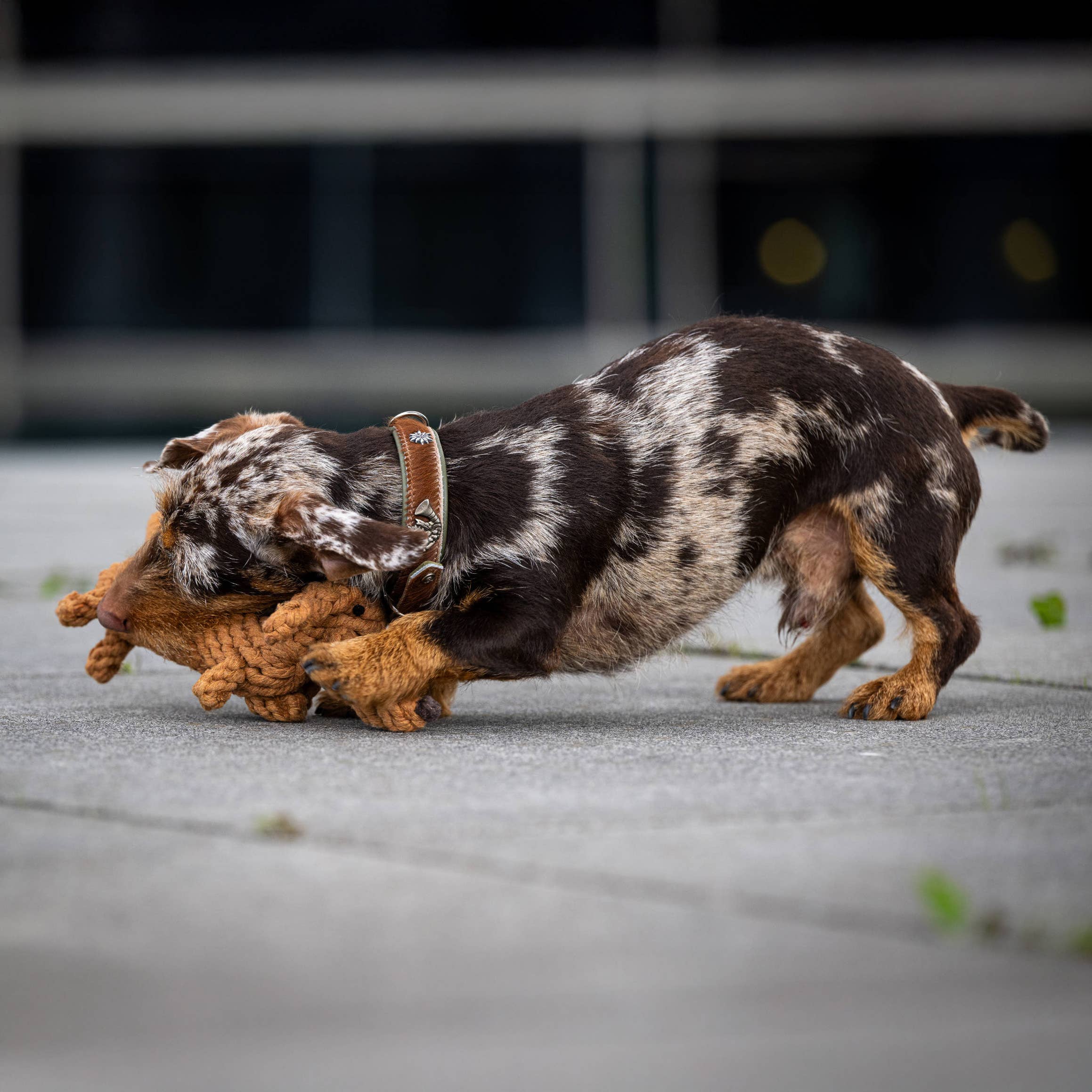 Diego the Dachshund