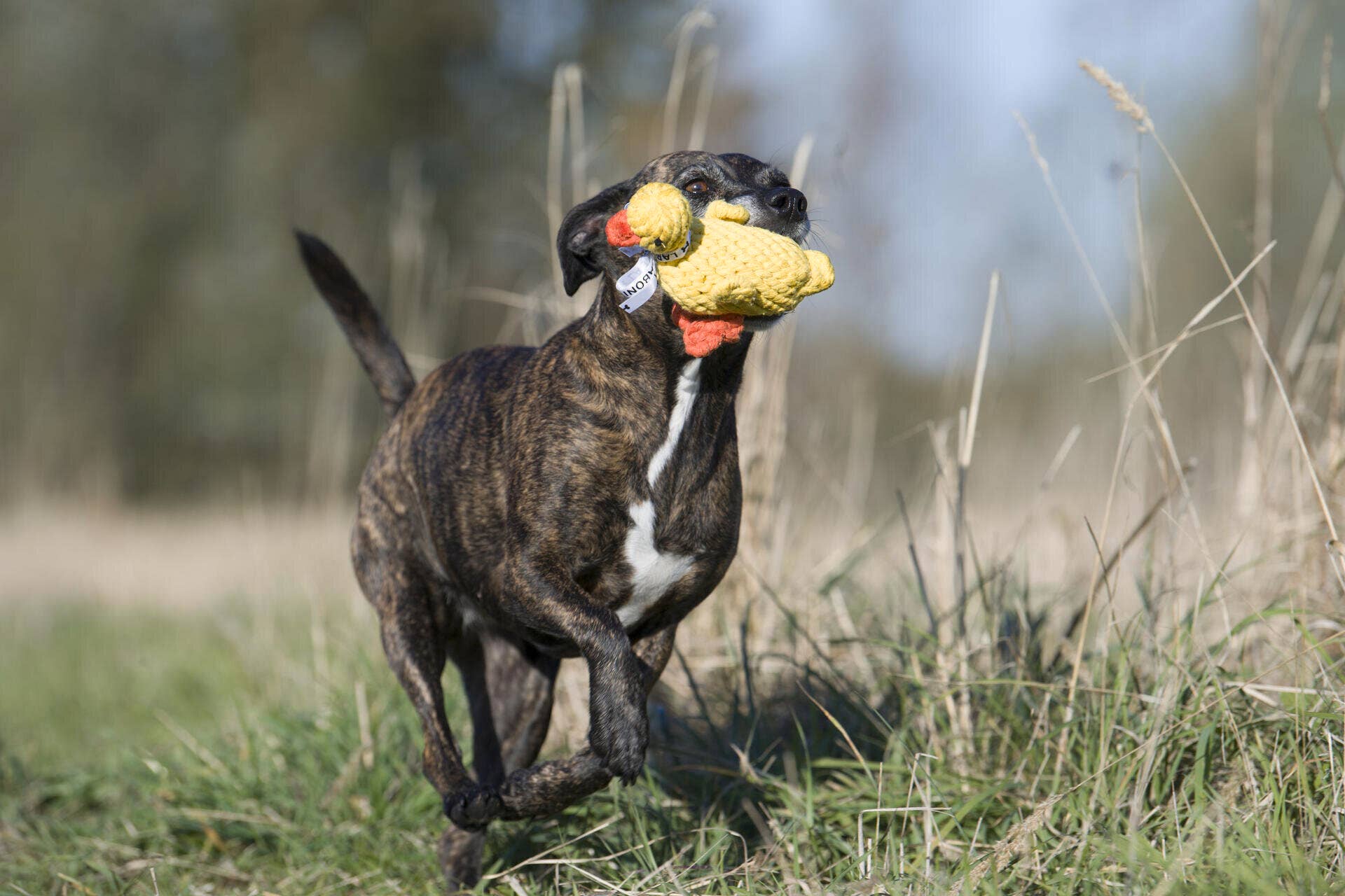 Emma the Duck