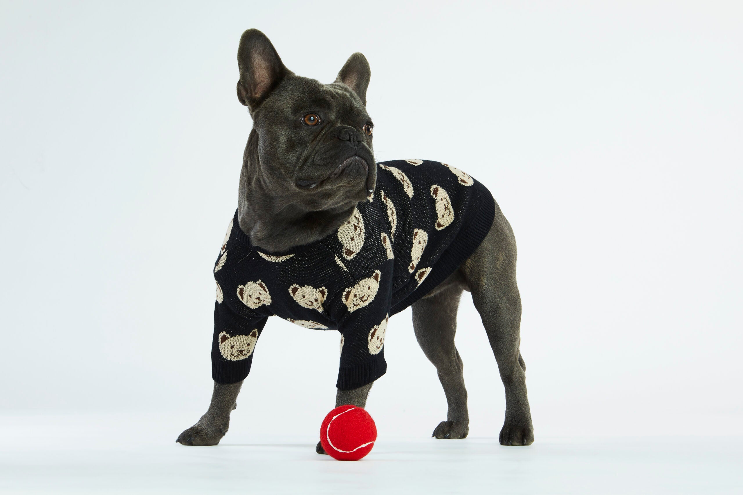 Czarny sweterek dla psa w misie