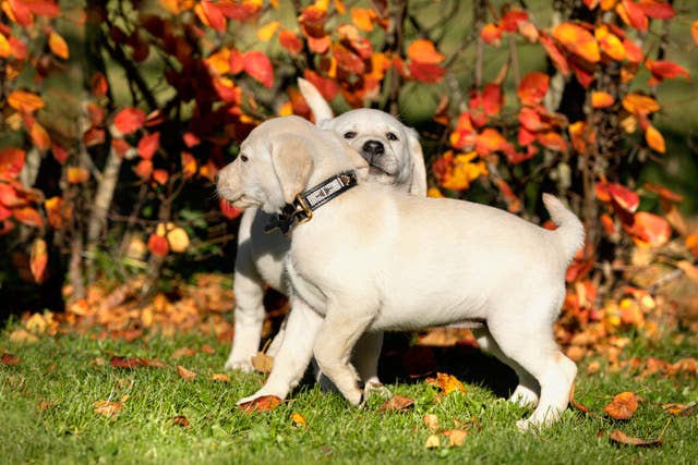 Dog collar Swahili: Micro long