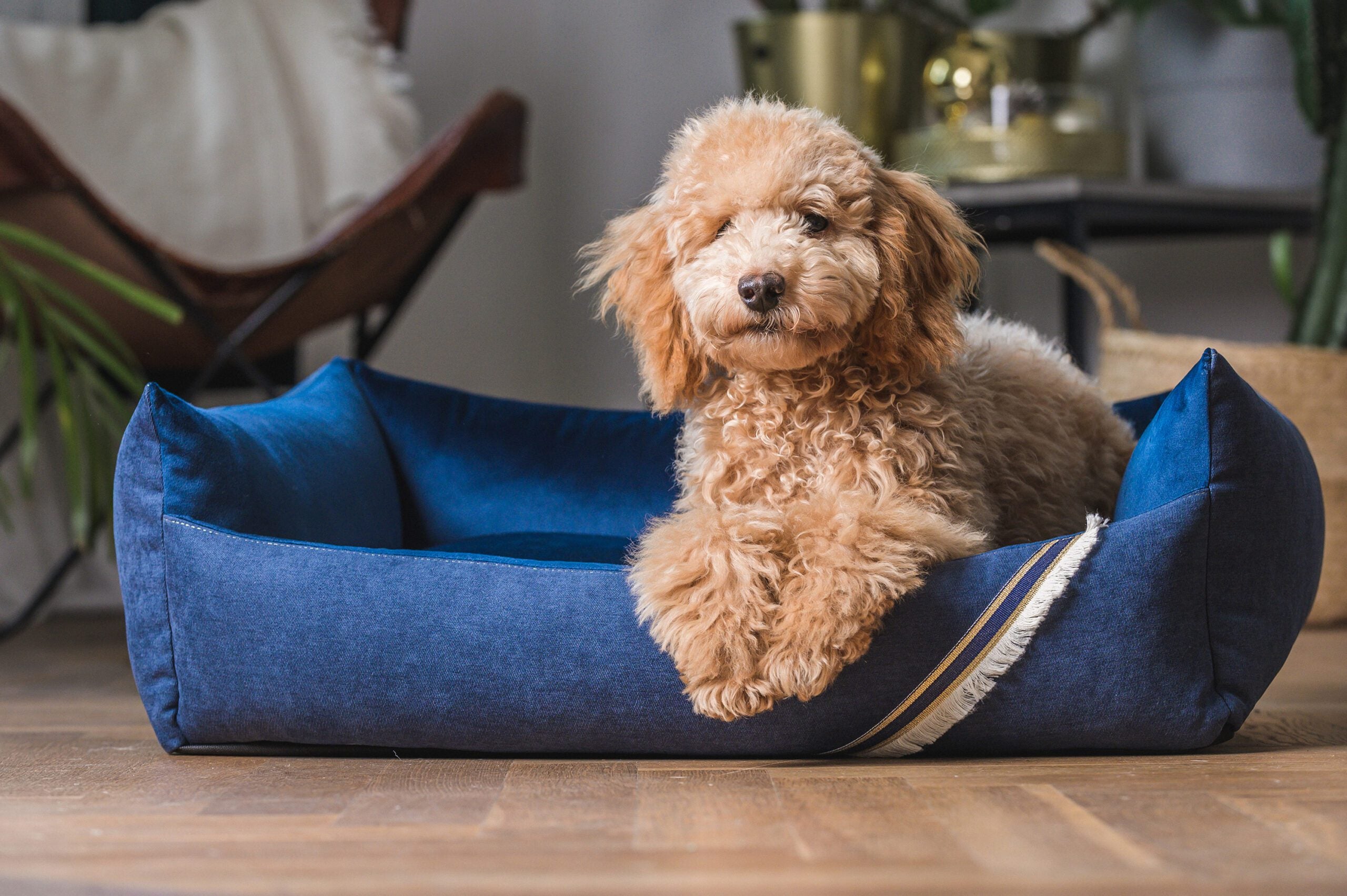 Allure Luxury Dog Bed