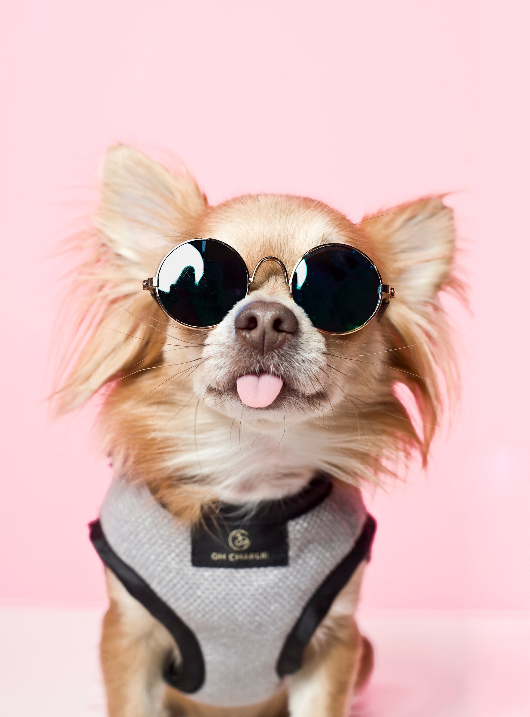 Szelki dla psa Elite