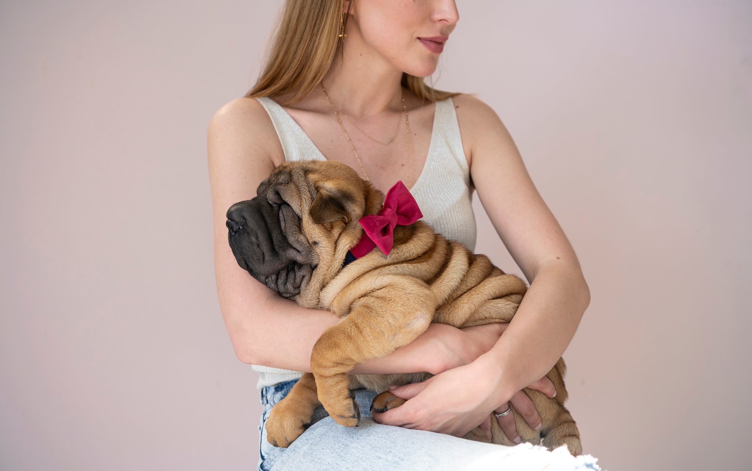 Glossy dog bow tie, burgundy