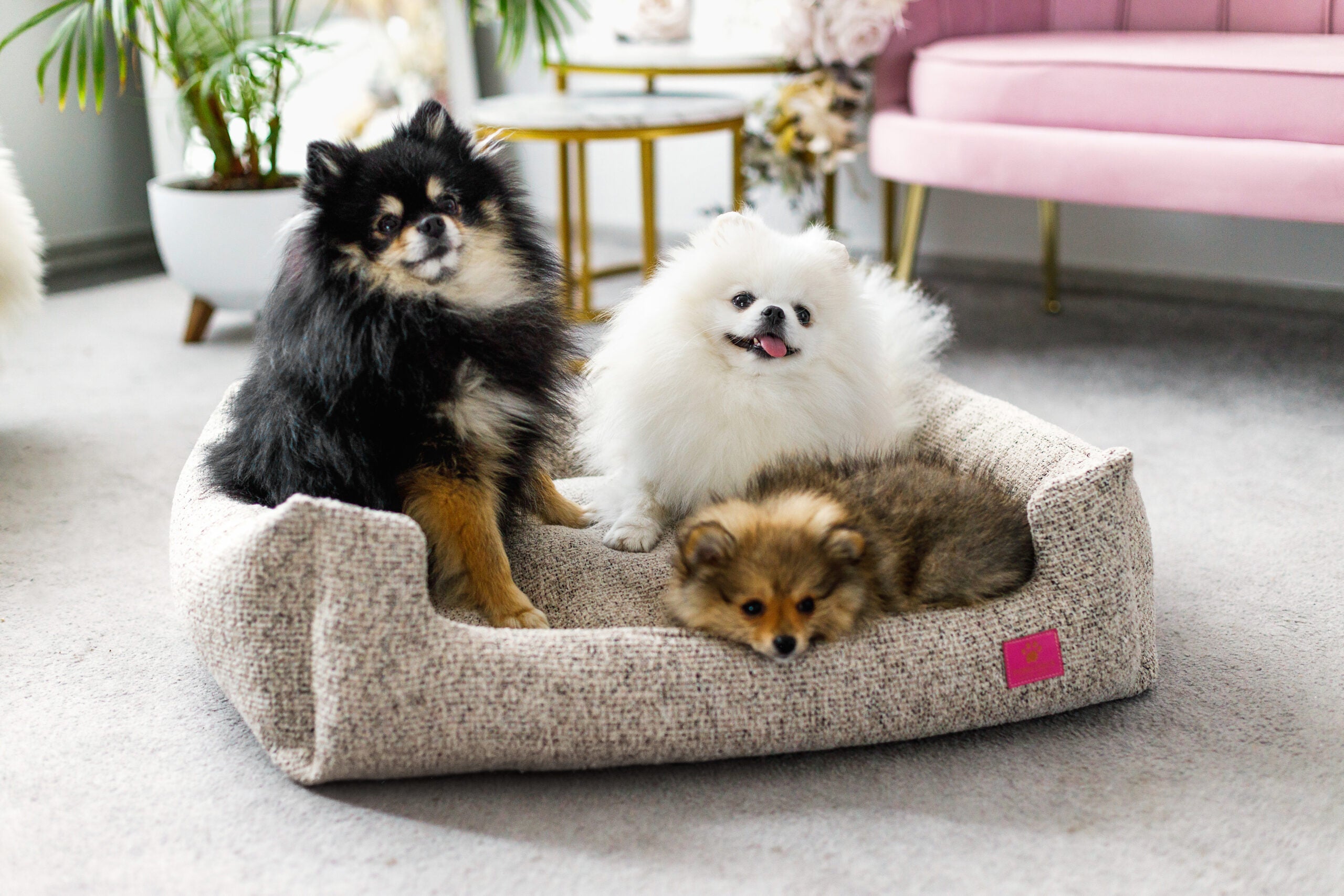 Miami Coco Dog Bed