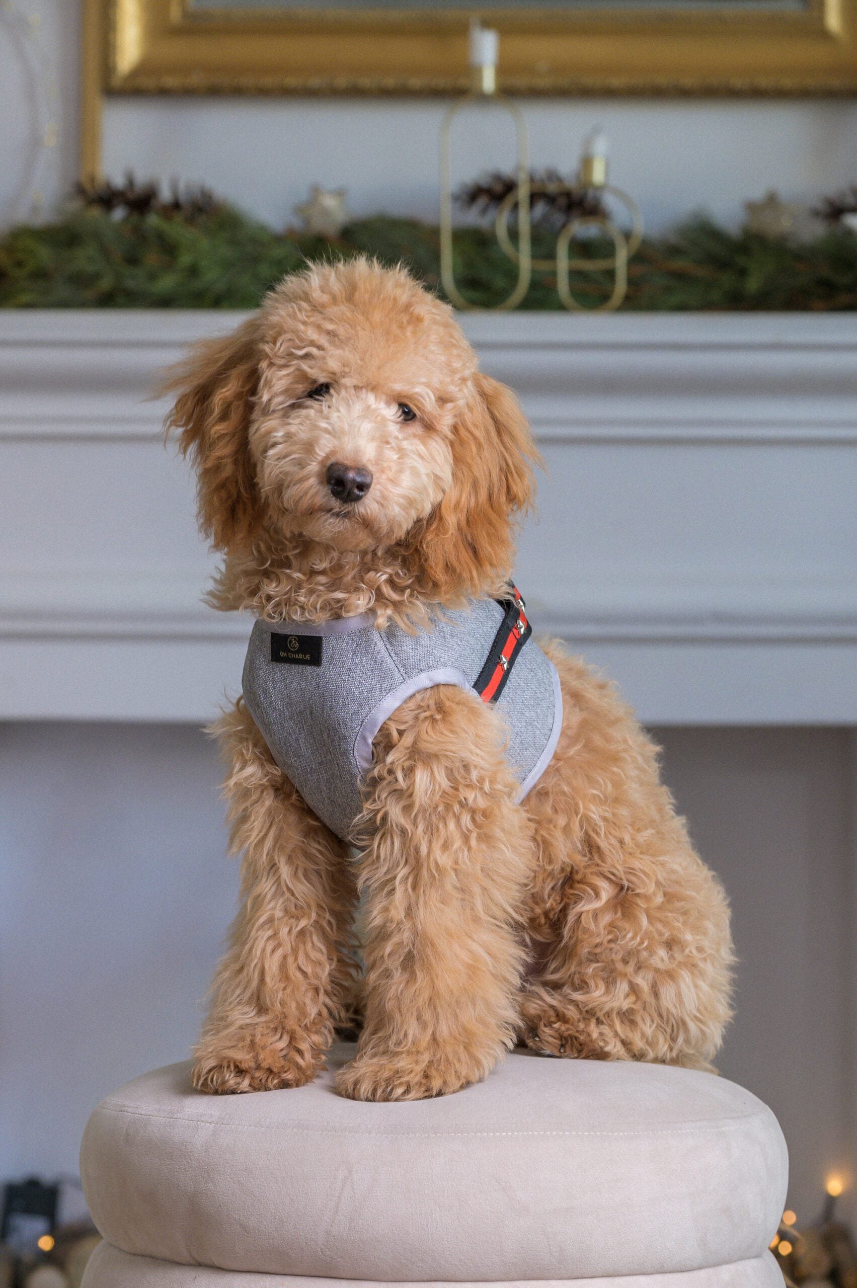 Szelki dla psa Radley