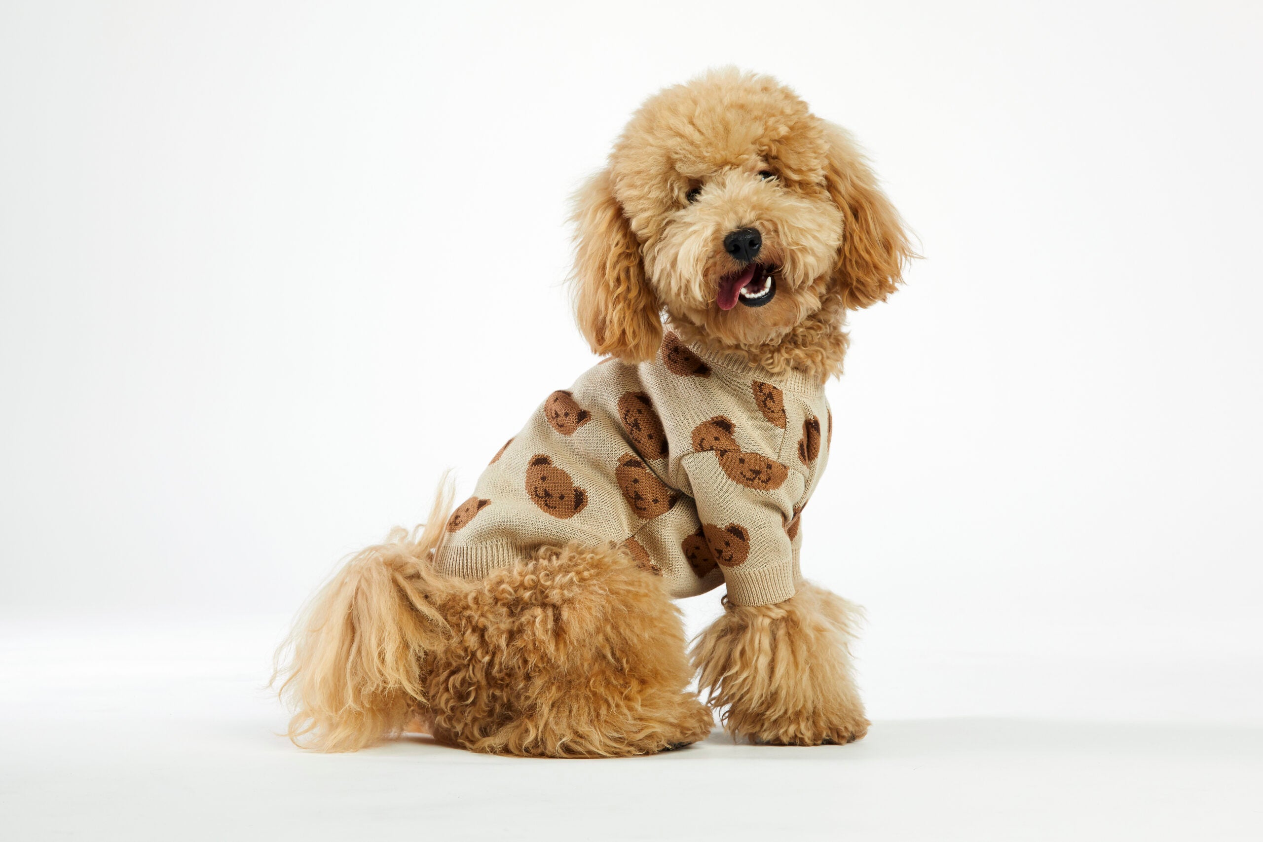 Toffi sweterek dla psa w misie