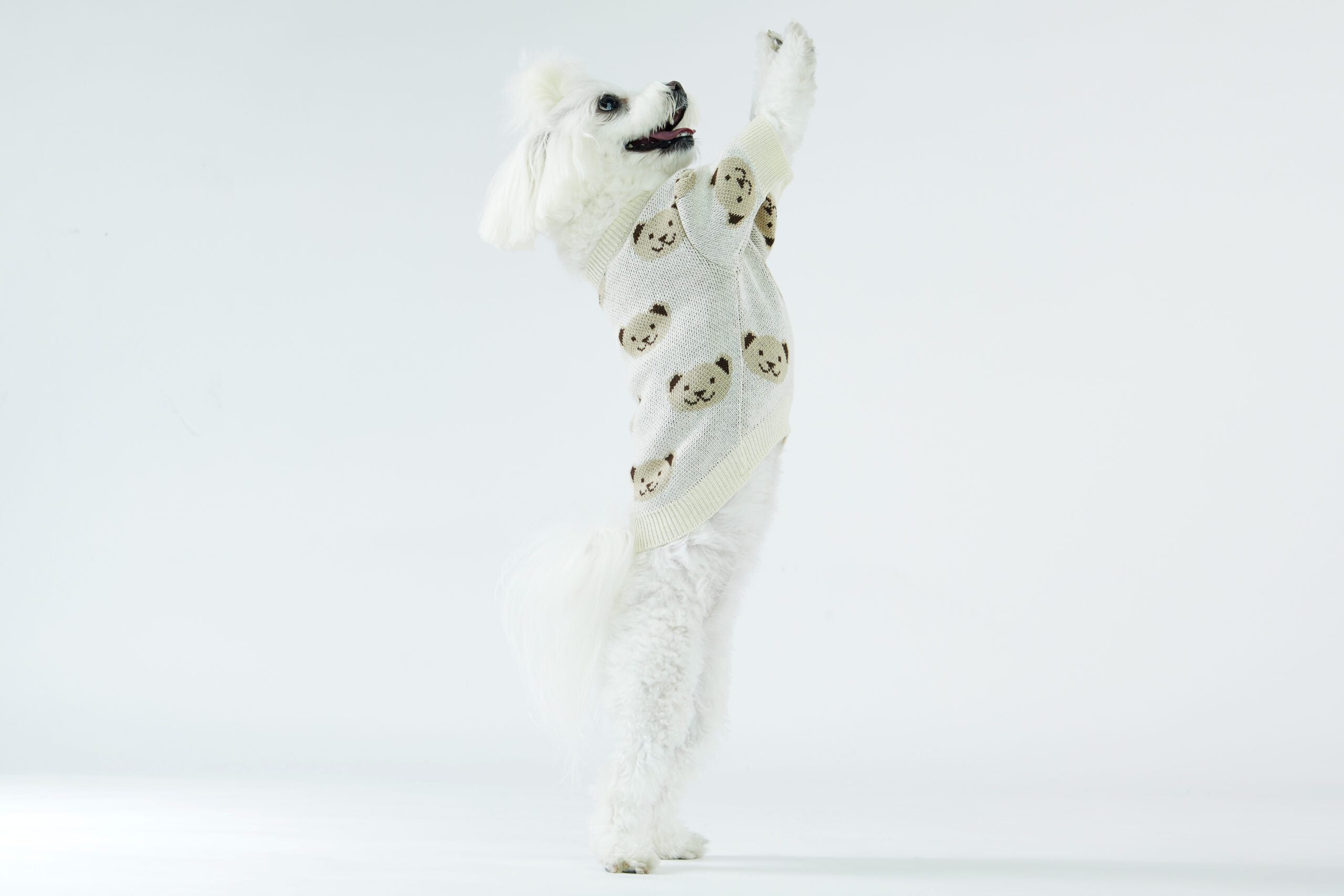 Kremowy sweterek dla psa w misie