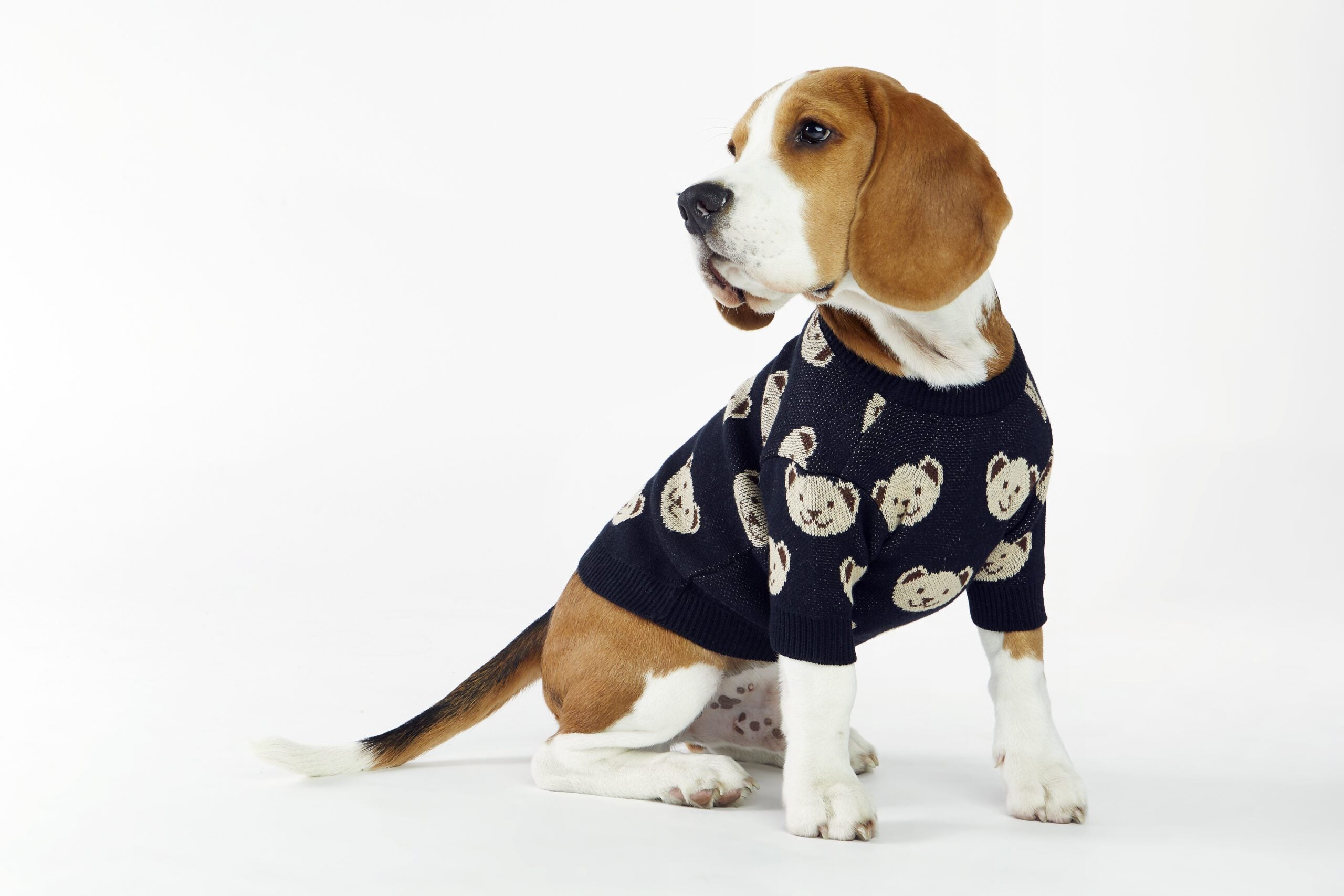 Czarny sweterek dla psa w misie