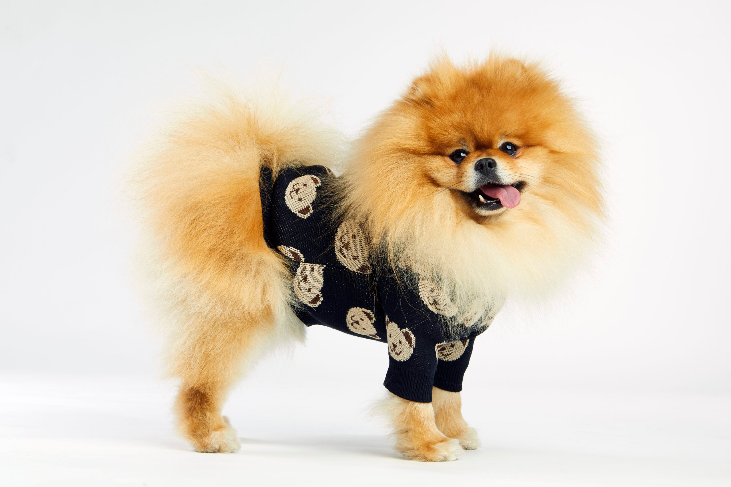 Czarny sweterek dla psa w misie