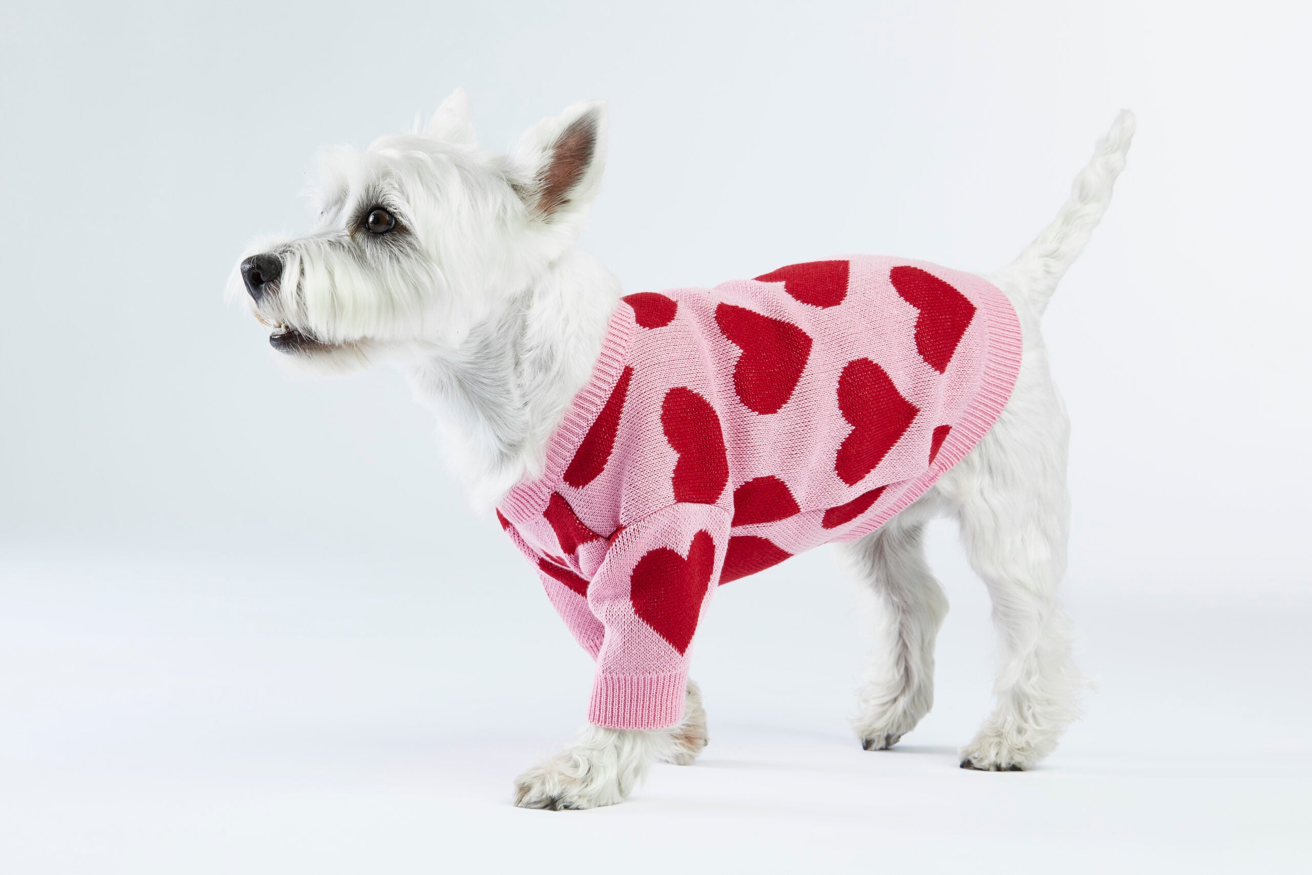 Różowy sweterek dla psa w serduszka