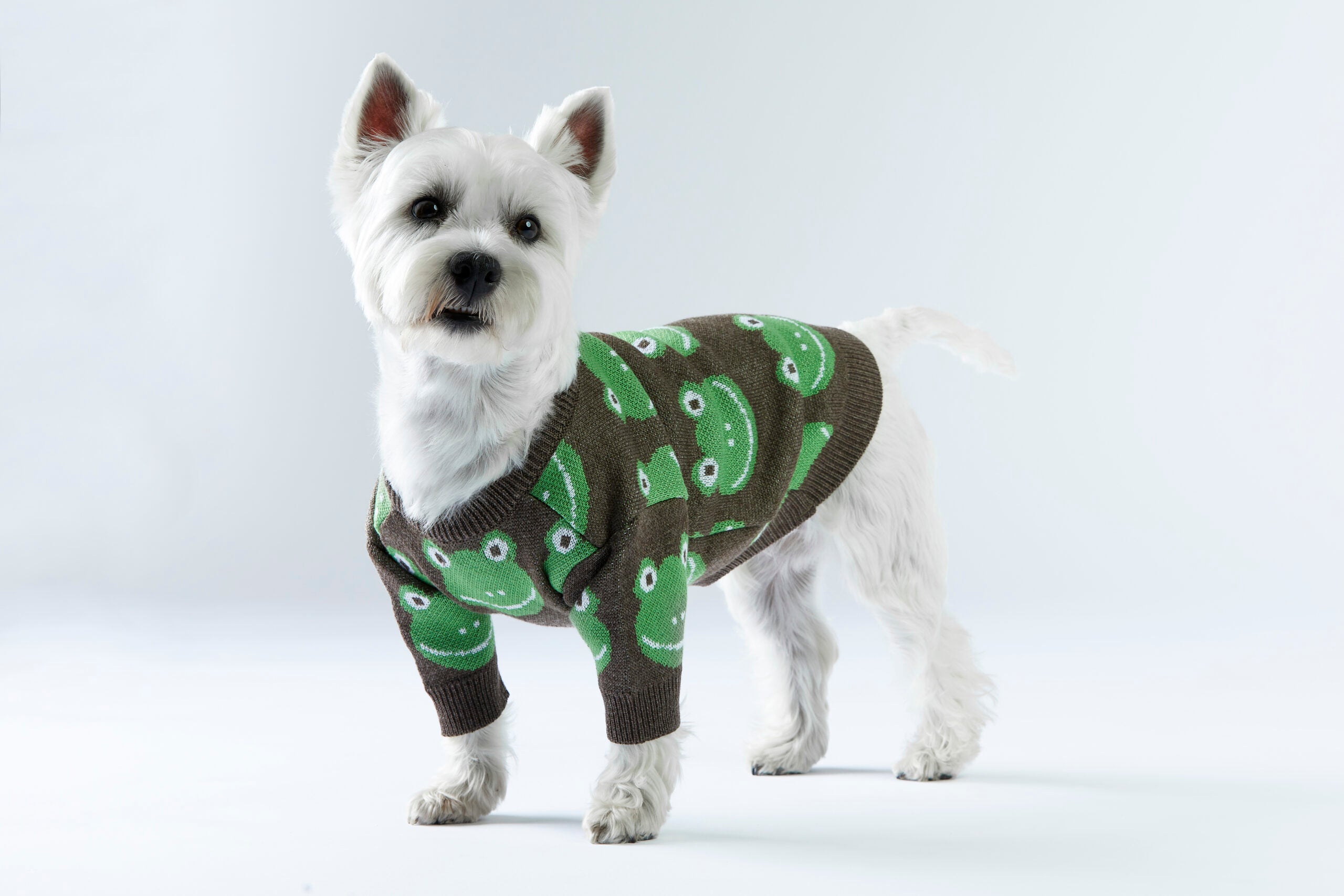 Brązowy sweterek dla psa w żabki