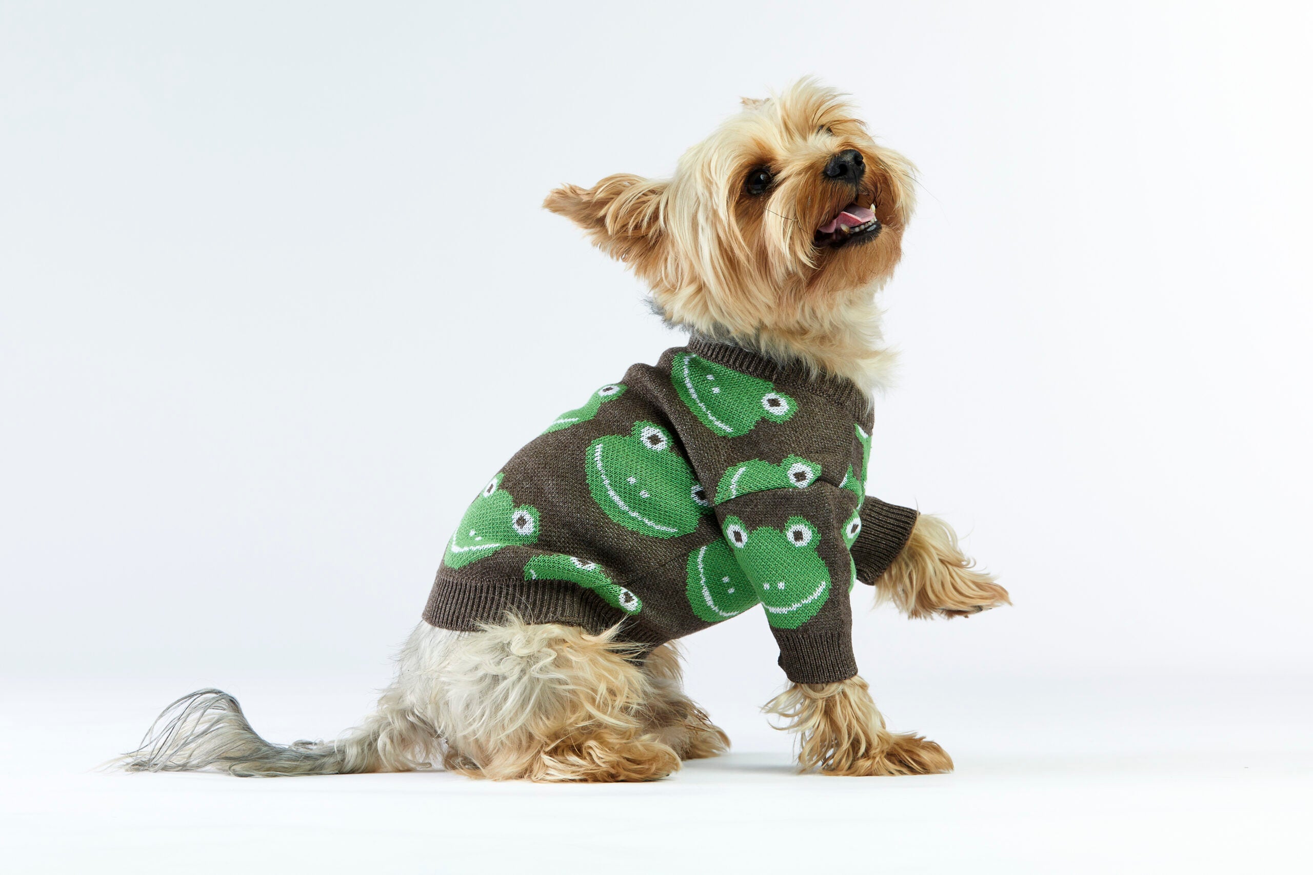 Brązowy sweterek dla psa w żabki