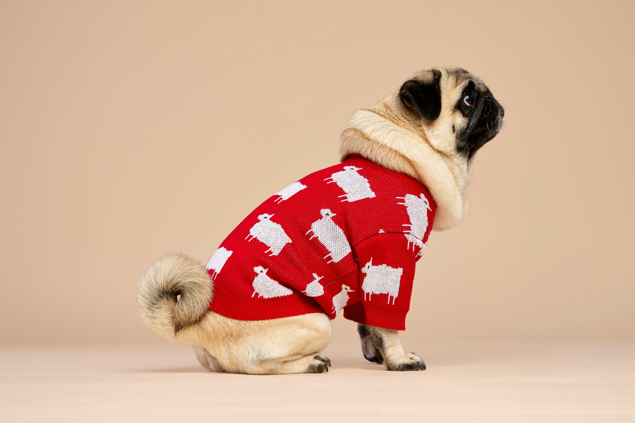 Sweterek DIANA w owieczki