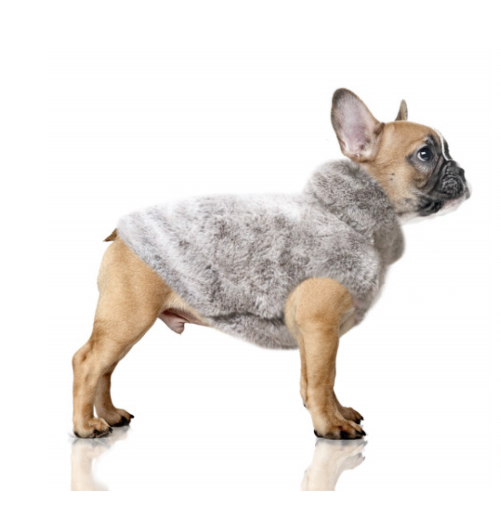 Luksusowa bluza dla psa, Lana