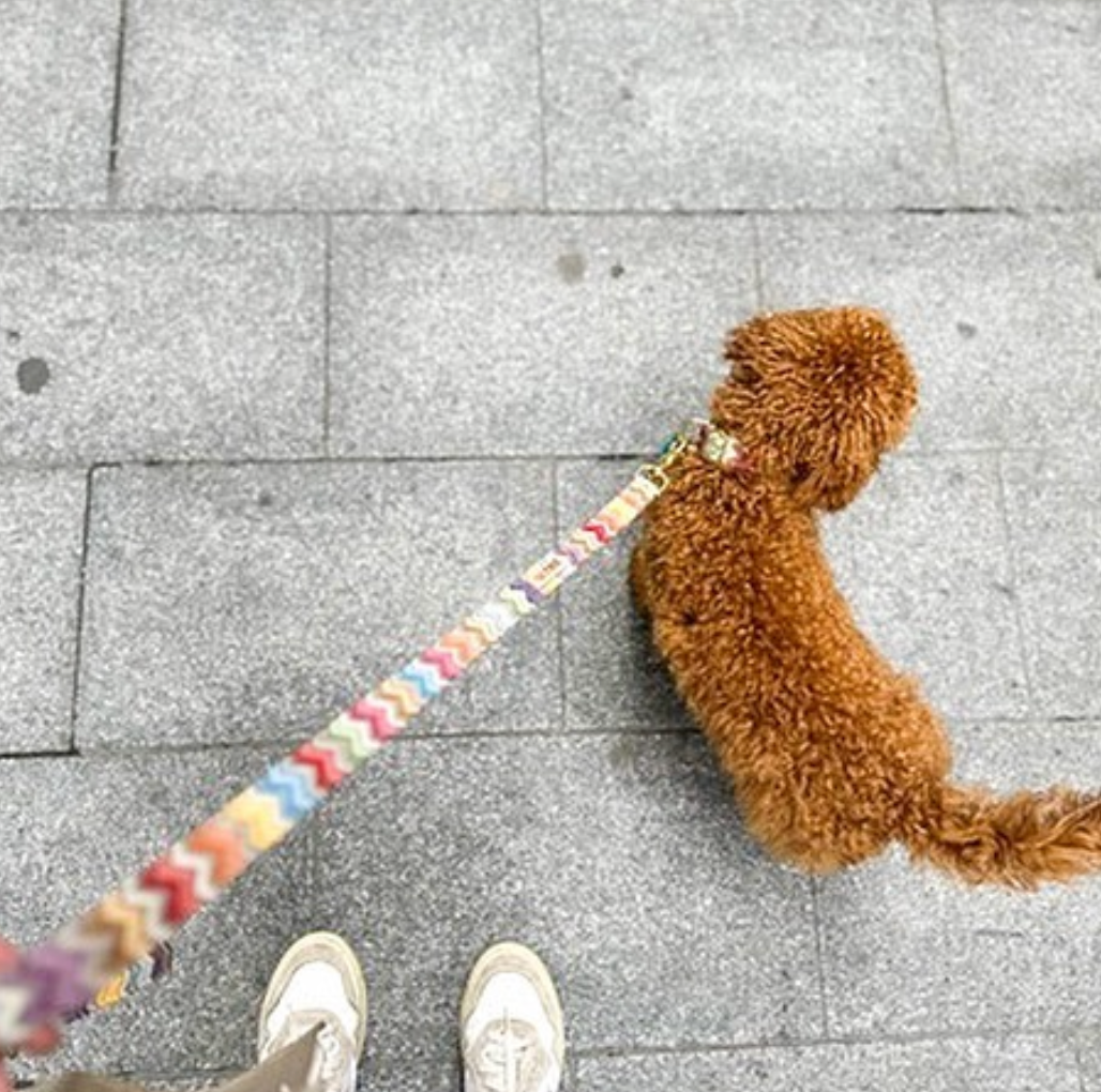 Luksusowe szelki MURANO, złote okucia