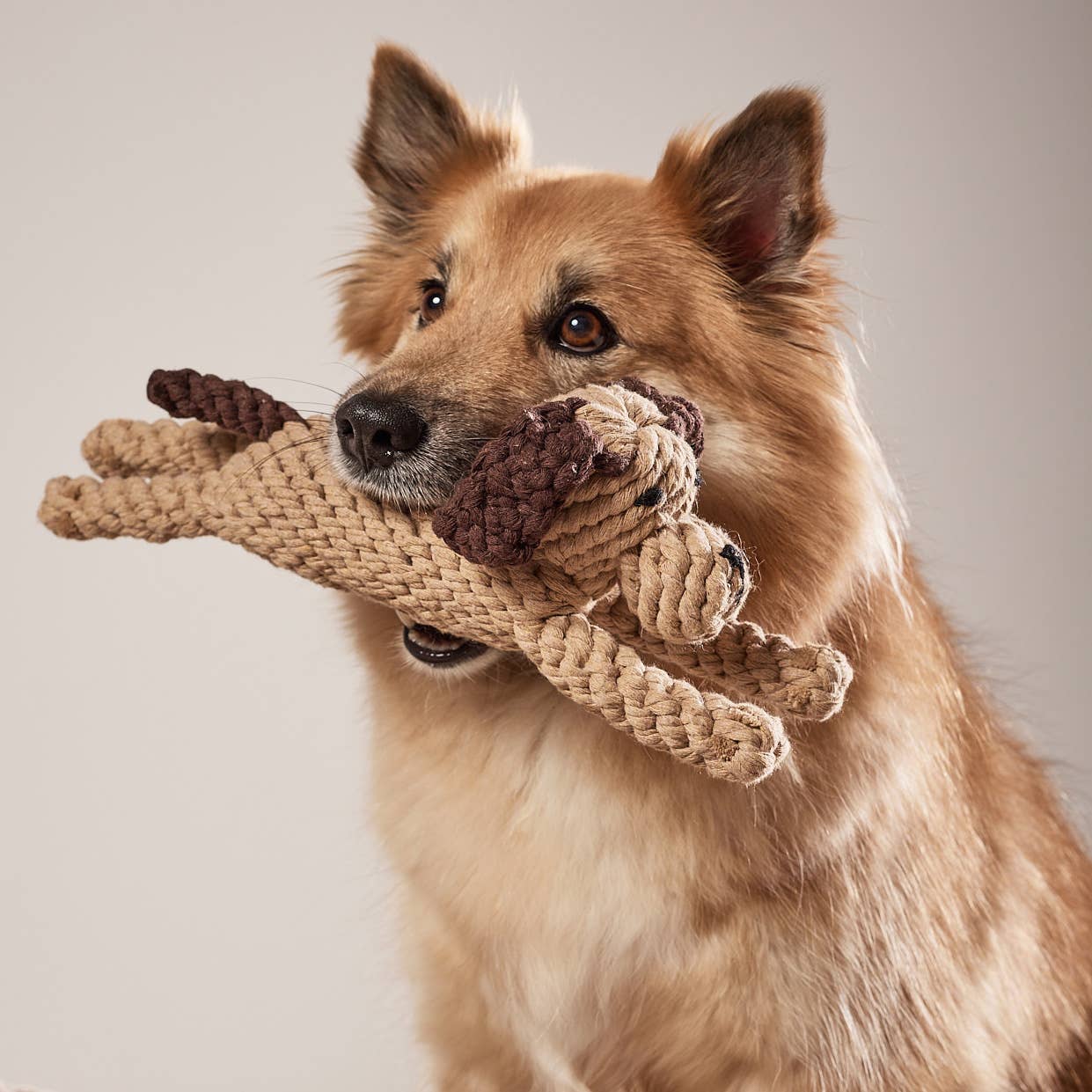 Leszek the Dog