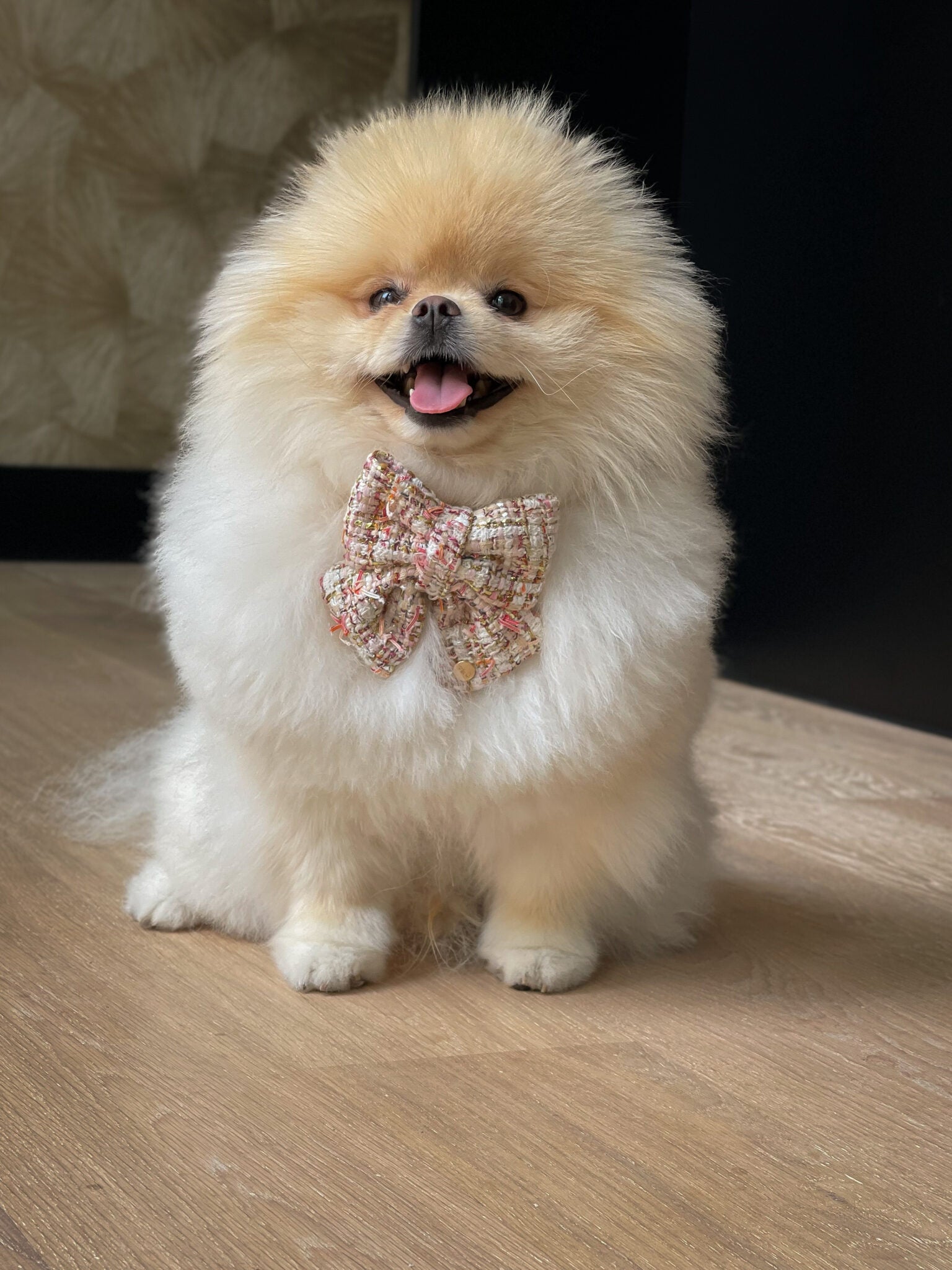 Luksusowa muszka dla psa, Coco