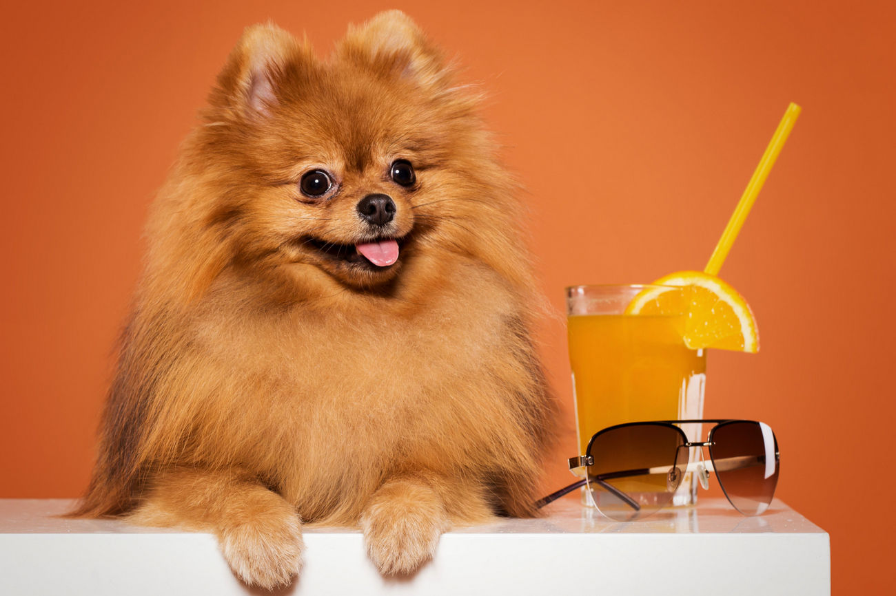 Najlepsze akcesoria dla psów - Co przyda się Twojemu psu?