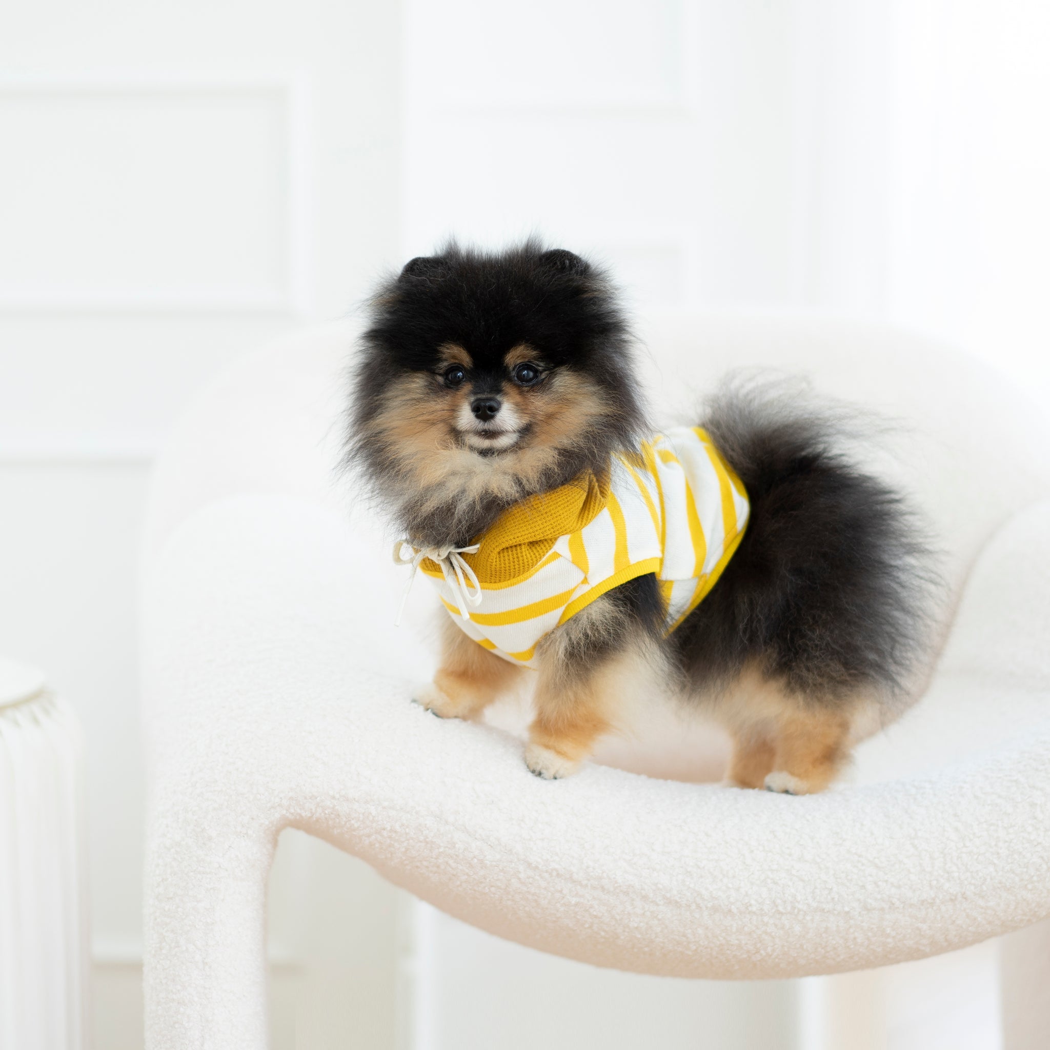 Ciepło i styl w jednym - Dlaczego bluza dla psa to must-have na wiosnę?