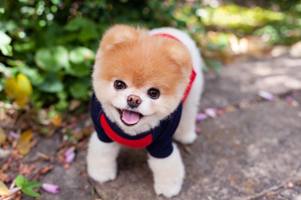 Pomeranian Boo