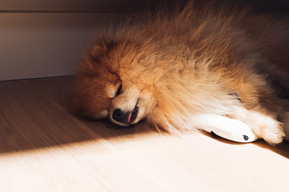 Wymioty u psa – jakie są przyczyny, co podać?