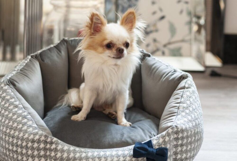 luksusowe akcesoria dla psów