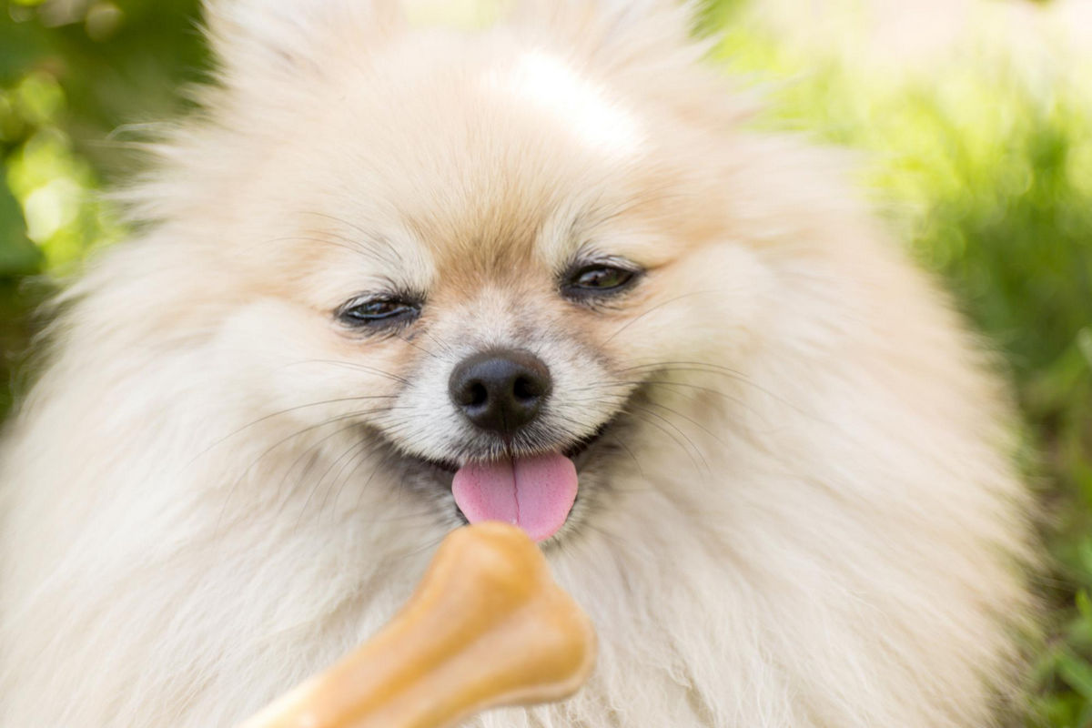 Jaka powinna być prawidłowa dieta Pomeraniana? Wszystko co musisz wiedzieć o zdrowym odżywianiu szpica miniaturowego.