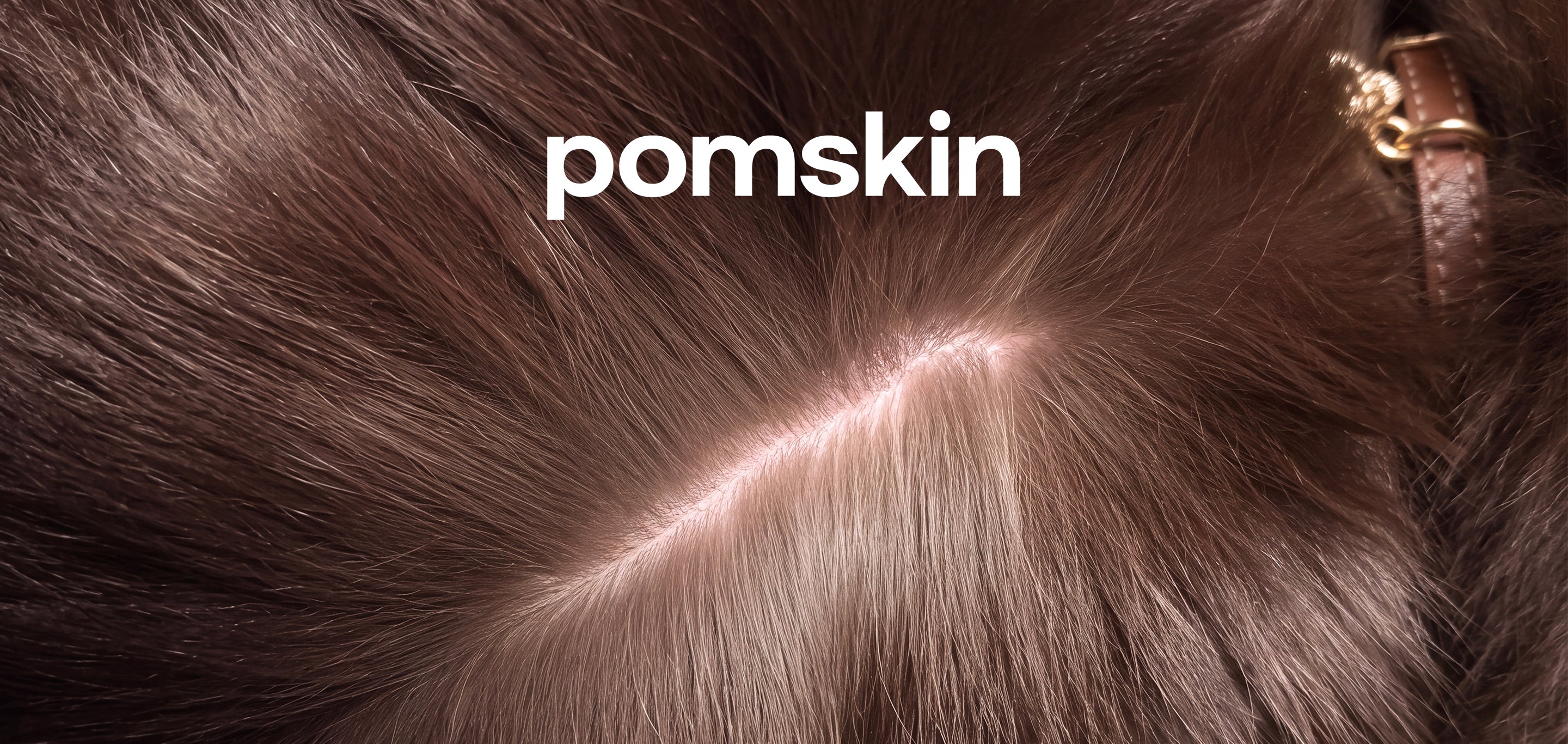 Alopecia X | BSD