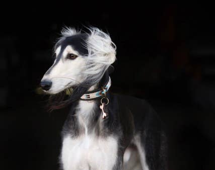 Dog collar Mesa: Mini