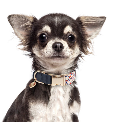 Luksusowa smycz Lina