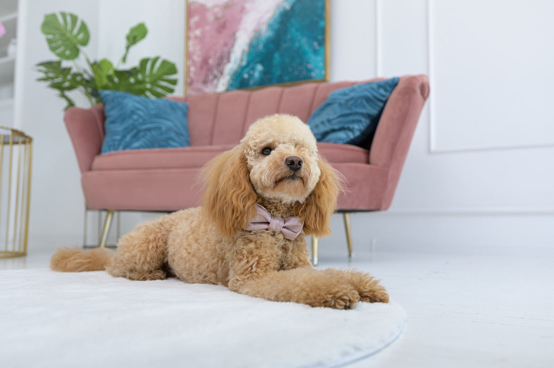 Mucha dla psa La perla, Różowa