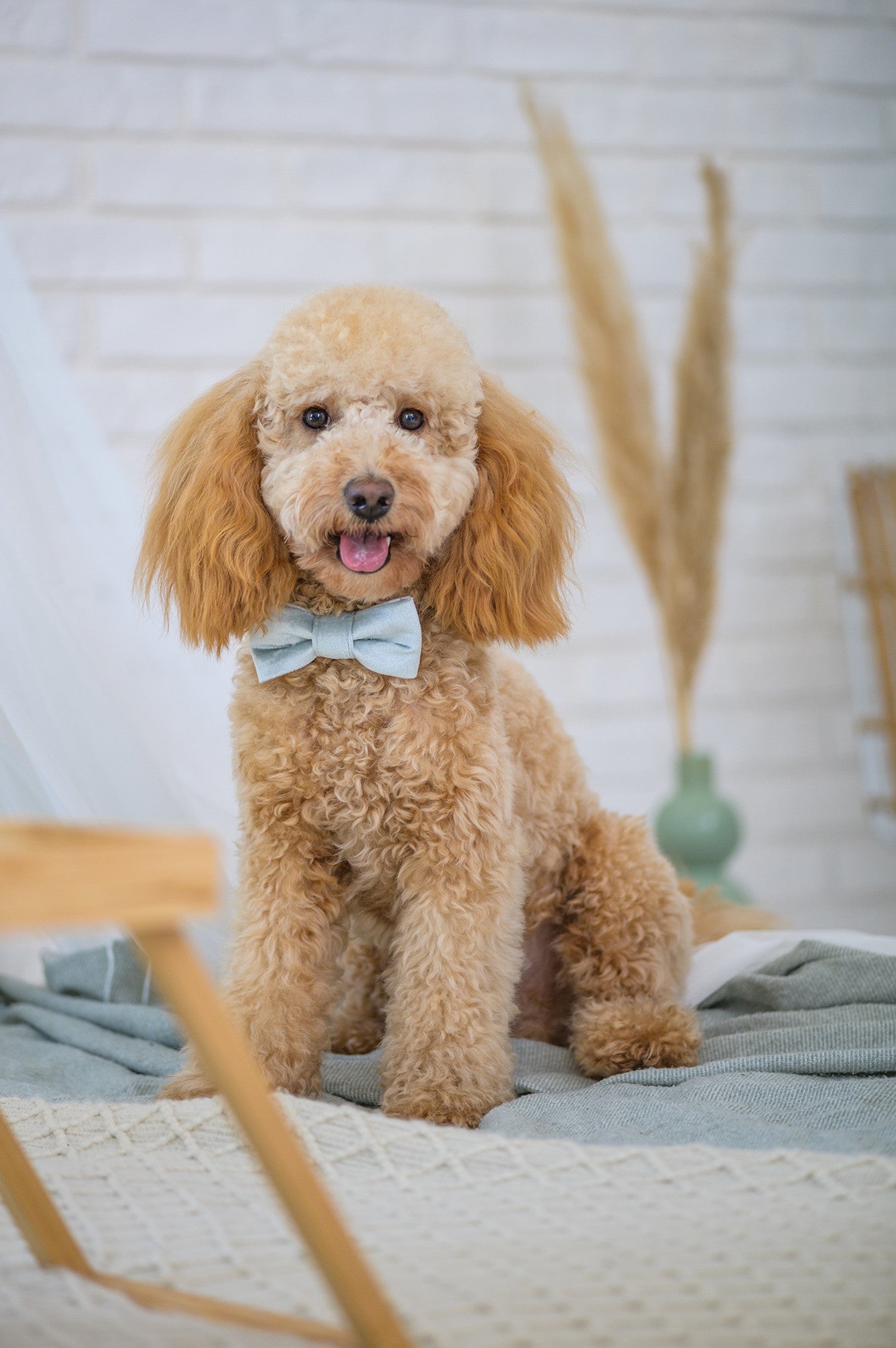 Mucha dla psa La perla, Niebieska