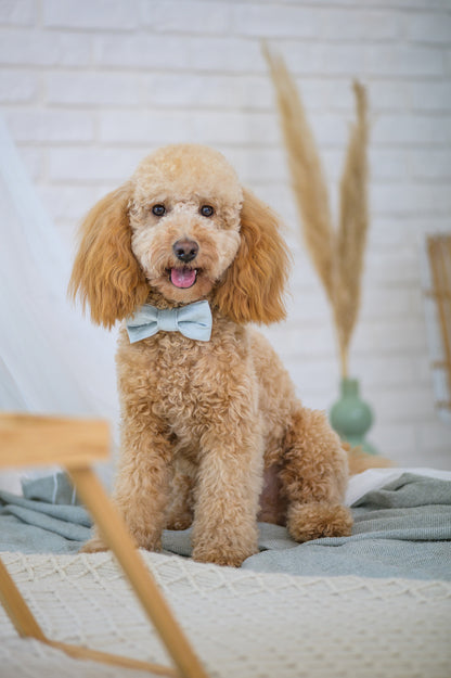 Mucha dla psa La perla, Niebieska