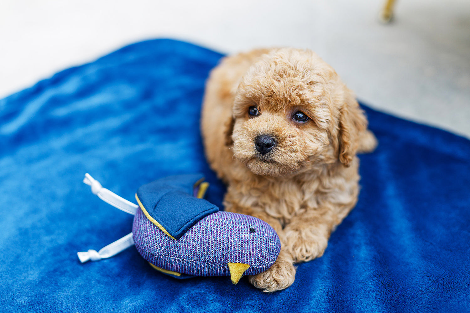 Mięciutki kocyk dla psa, Magic granatowy