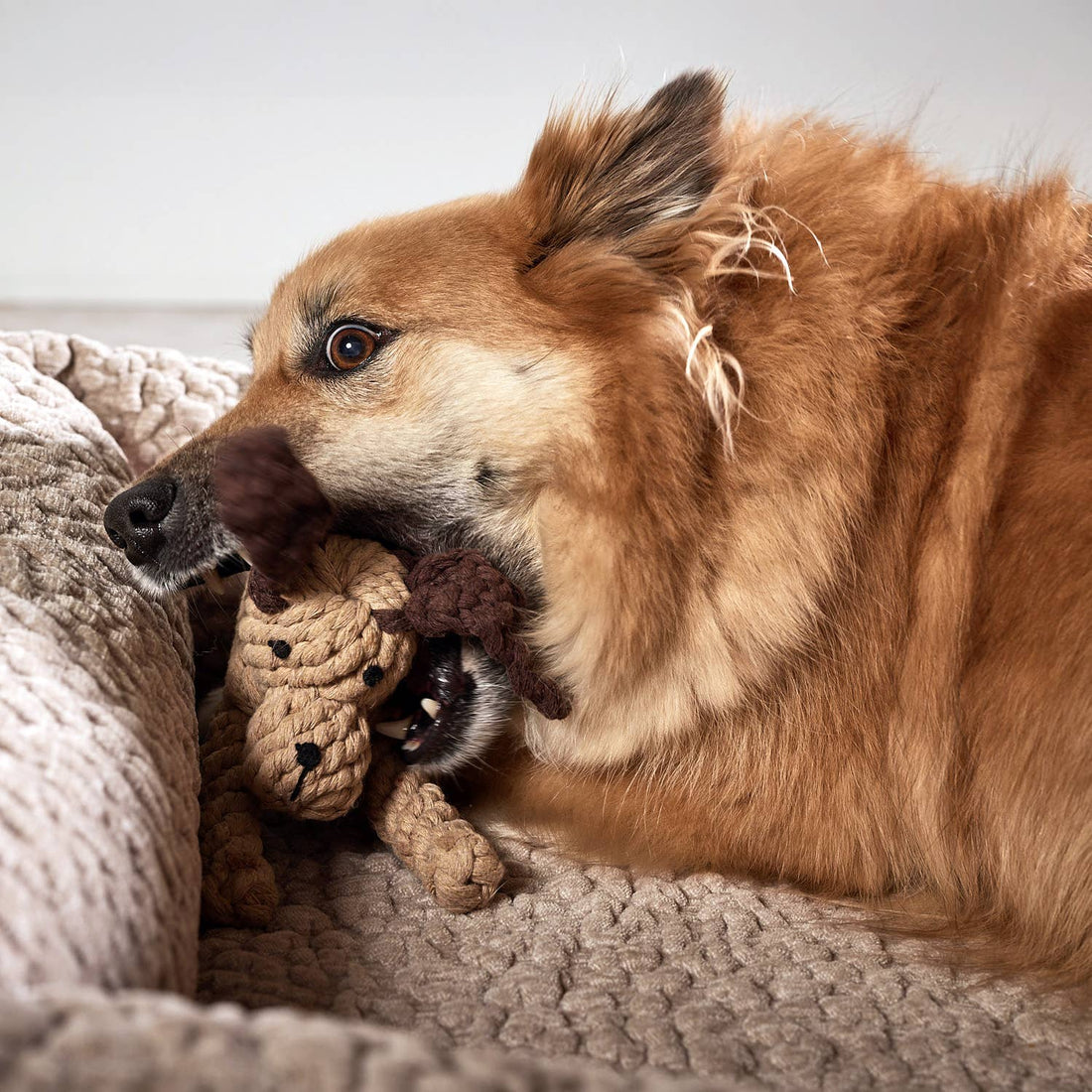 Leszek the Dog