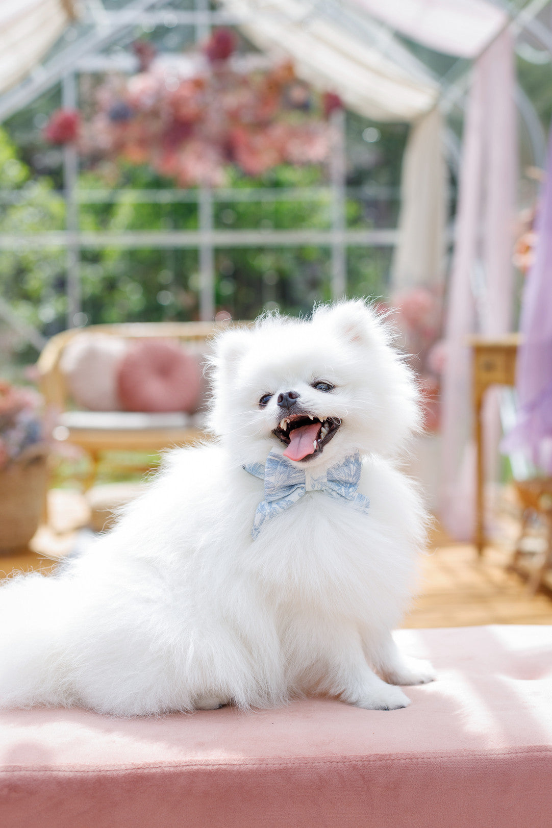 Mucha dla psa Lumière, Niebieski