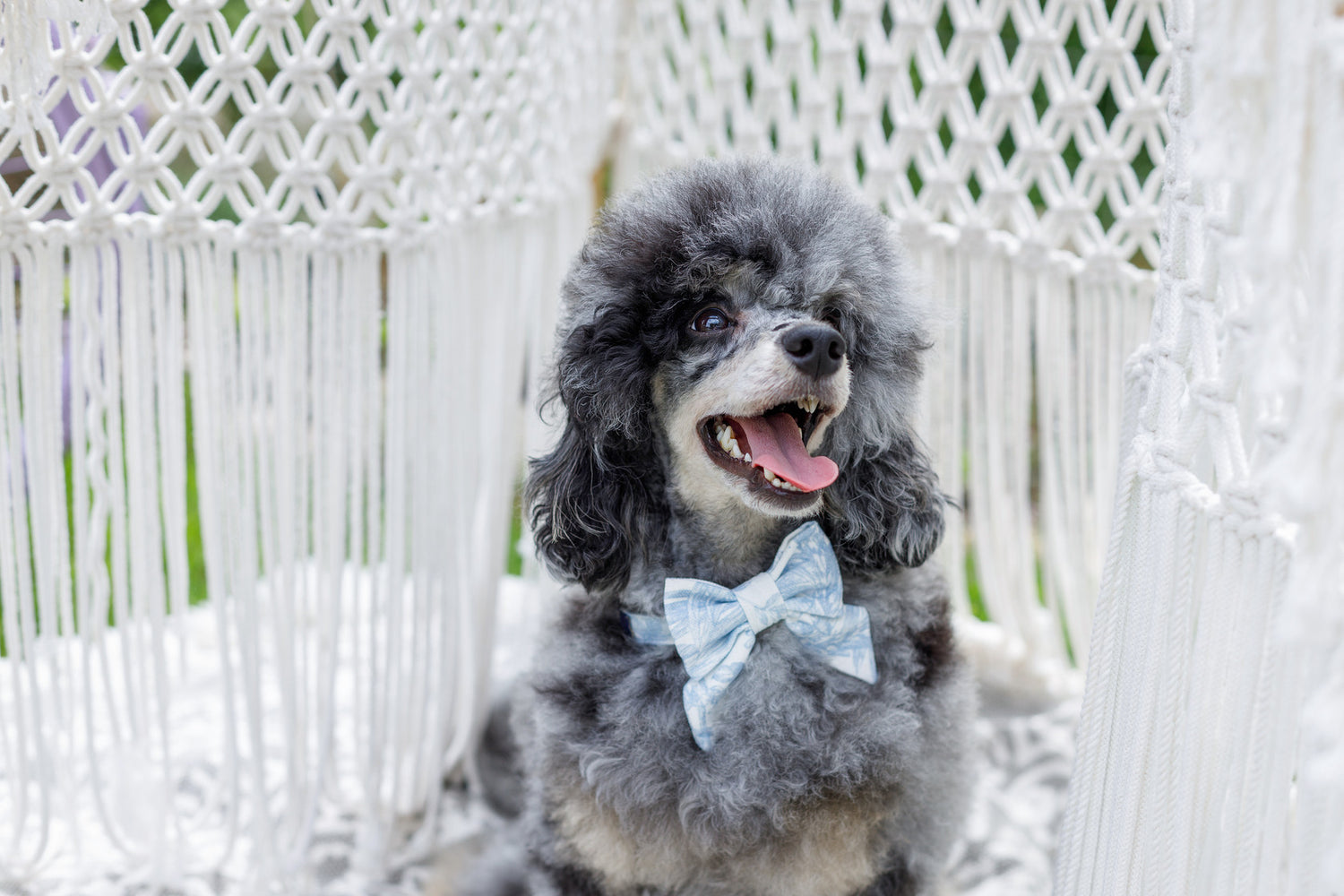 Mucha dla psa Lumière, Niebieski