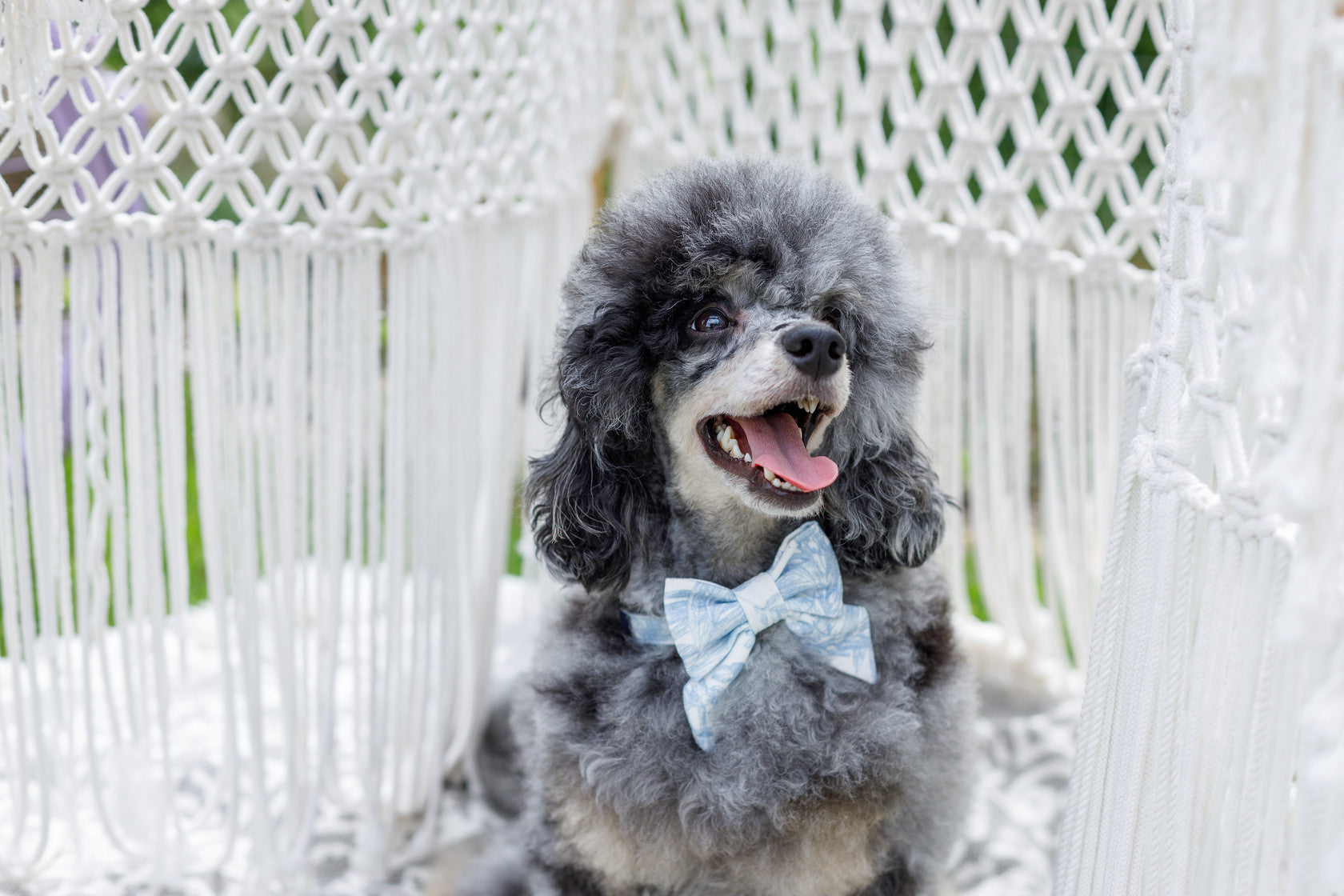 Mucha dla psa Lumière, Niebieski