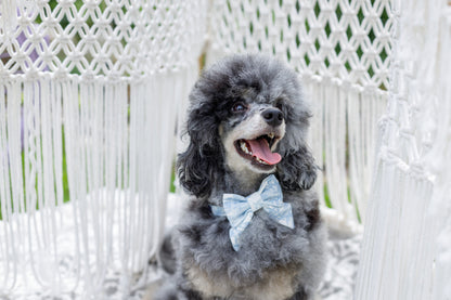 Mucha dla psa Lumière, Niebieski