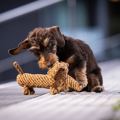 Diego the Dachshund