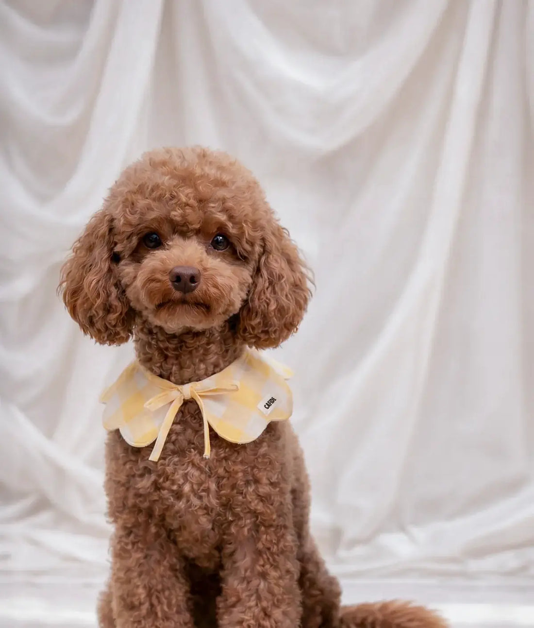 Kołnierzyk Lola masełkowy