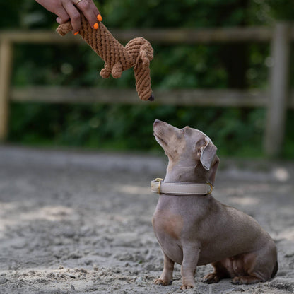 Diego the Dachshund