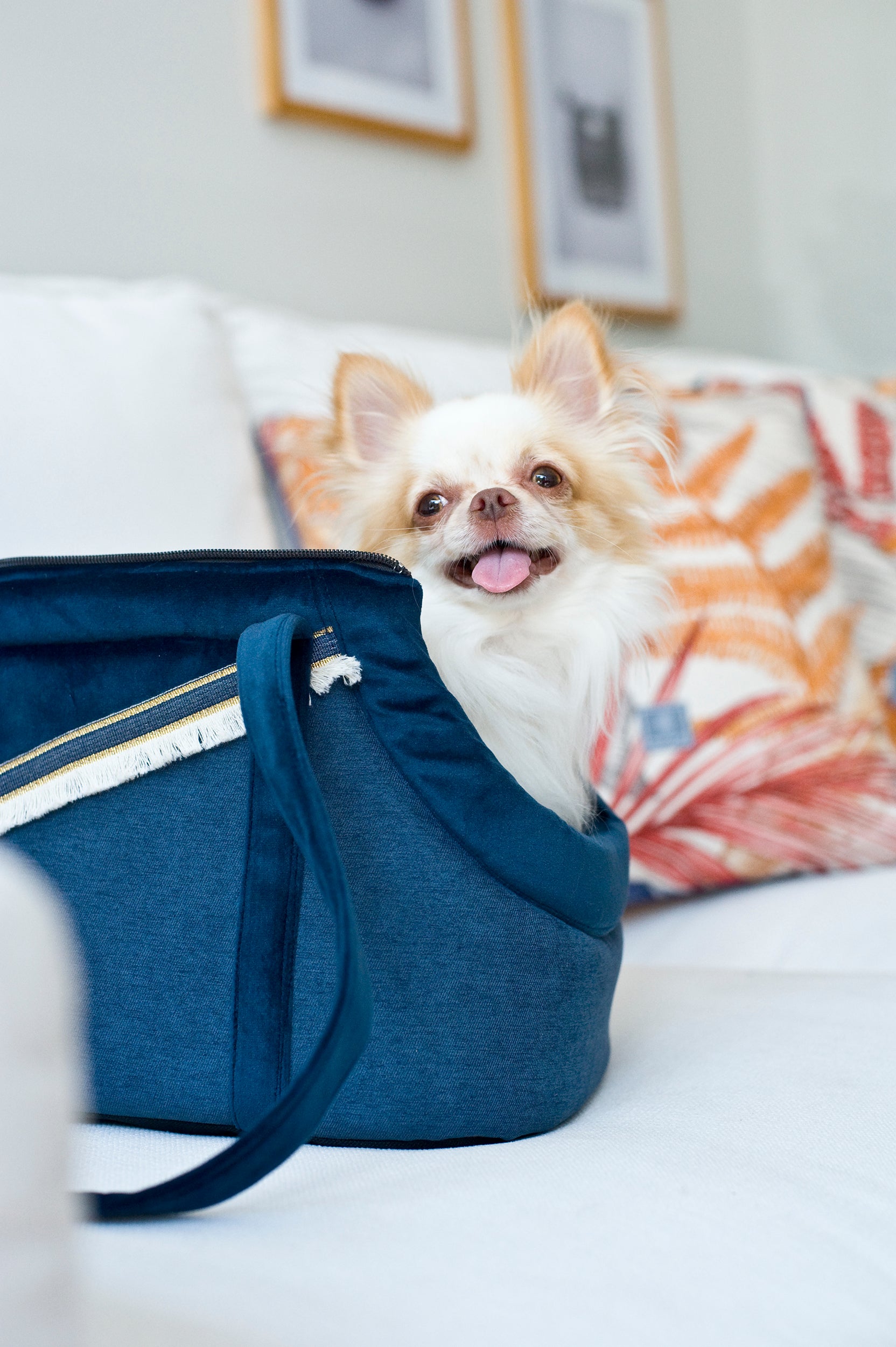 Allure Dog Travel Bag