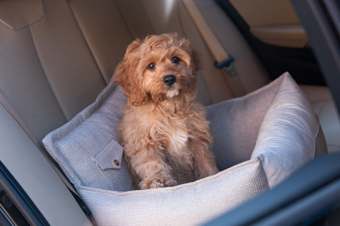 Siedzisko do auta dla psa, Winston, jasny beż