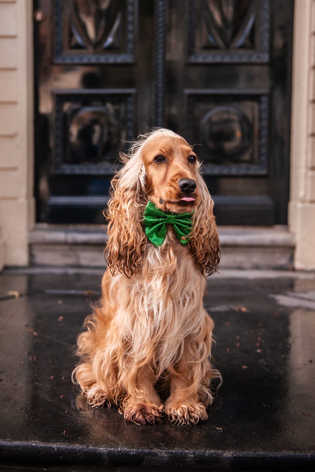 Luxury Christmas bow tie for dogs, glitter green