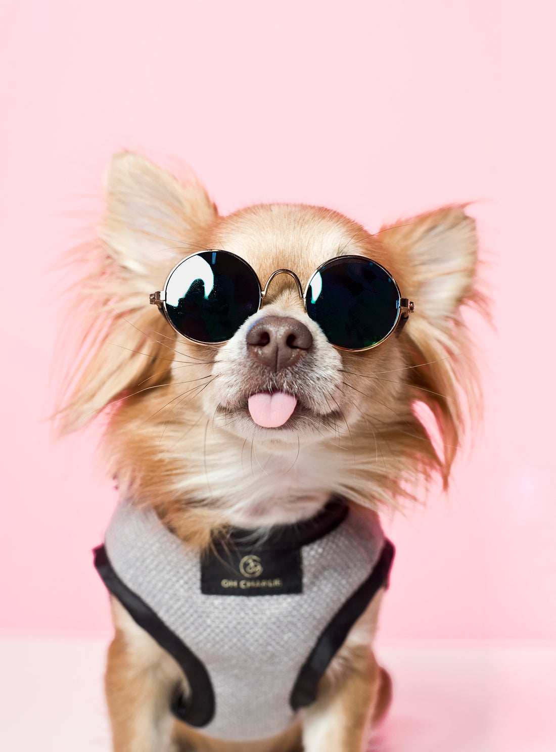 Szelki dla psa Elite