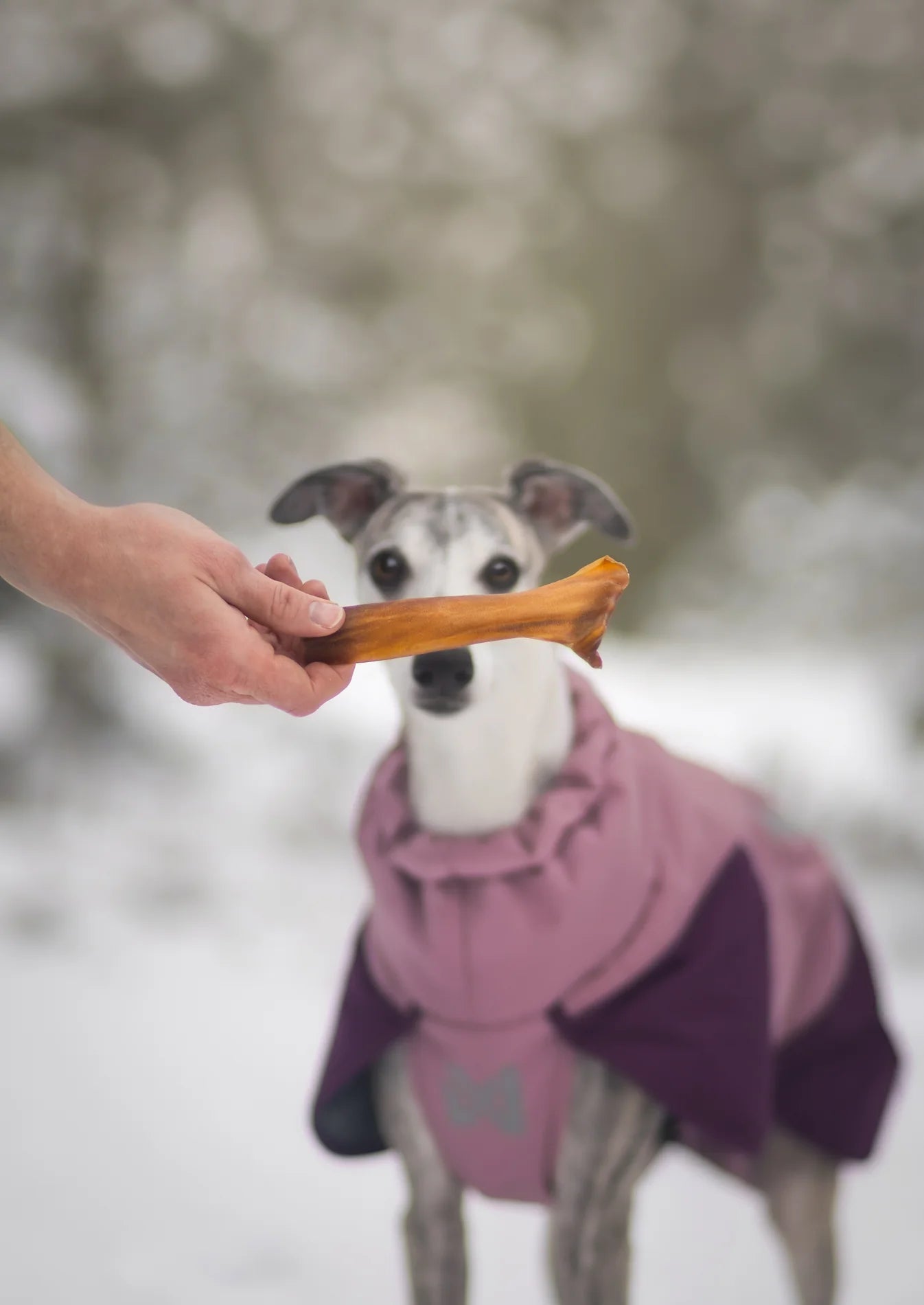 Pala Chewing | skóra końska 100g