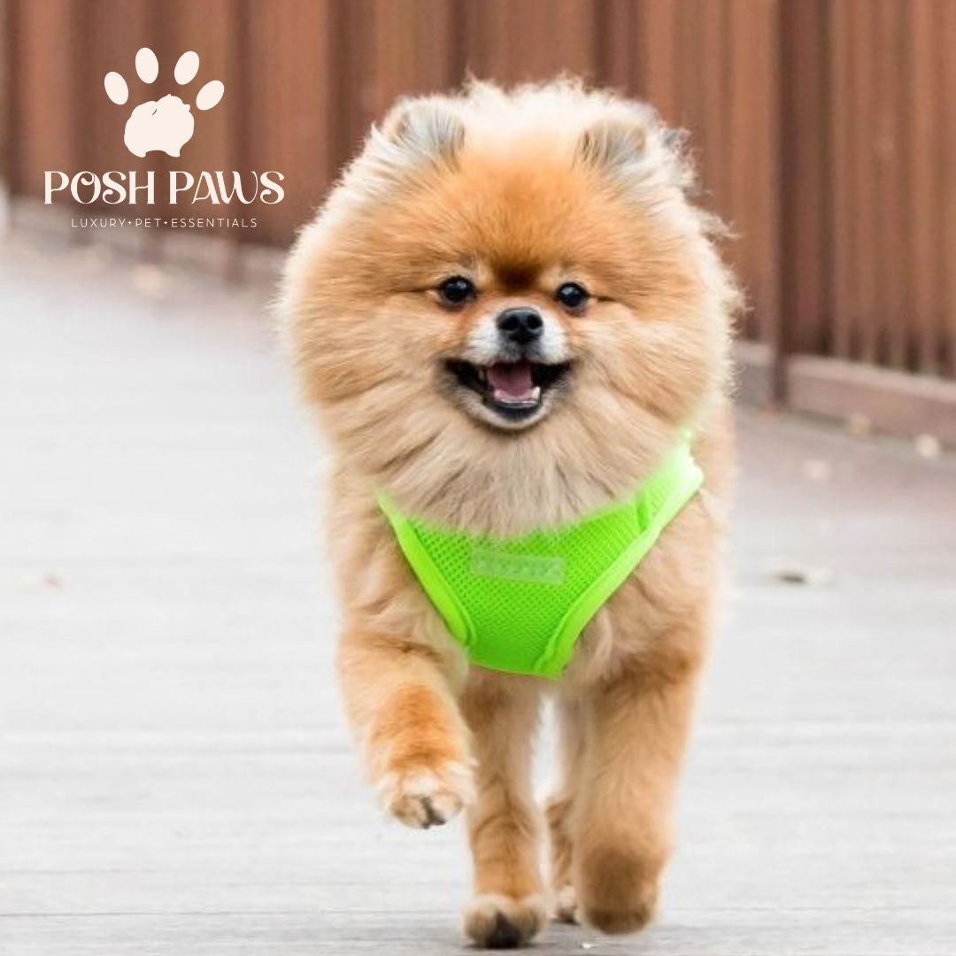 Szelki - kamizelka neonowe zielone