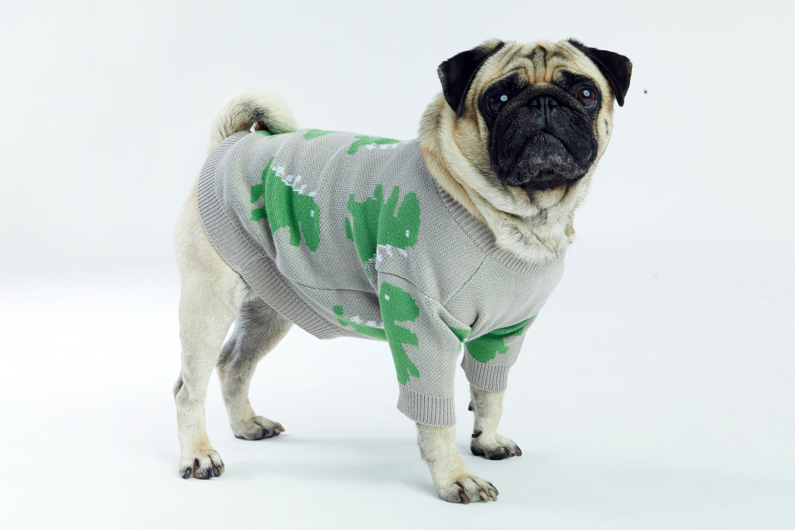 Szary sweterek dla psa w dinozaury