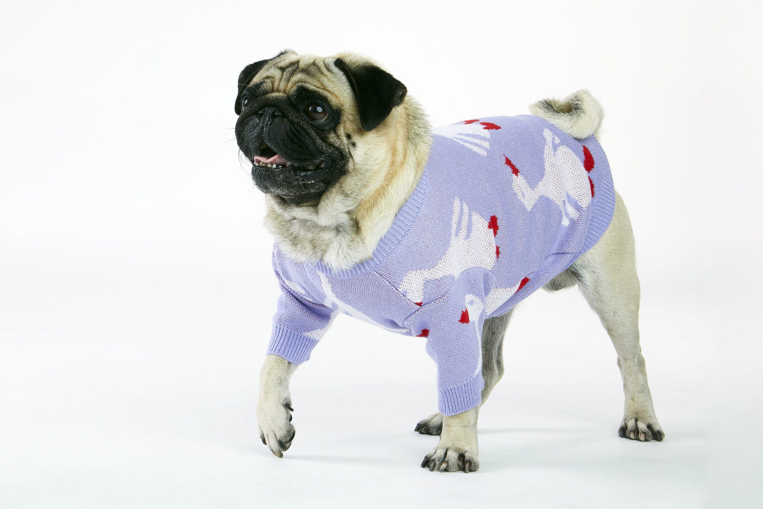 Liliowy sweterek dla psa w gęsi